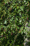 Cherry birch <BR>Sweet birch